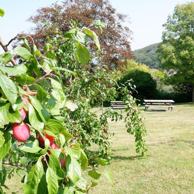 Broadway Lodge garden