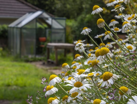 Stanfield House garden
