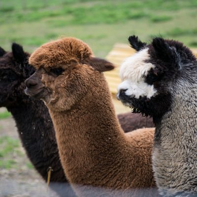 Kenward Trust alpaca